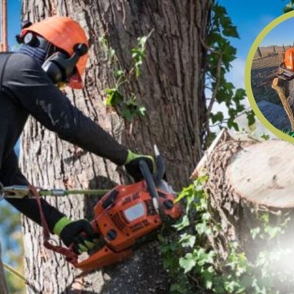 Chi effettua la potatura alberi in tree climbing a Verona da Rudari Giardini