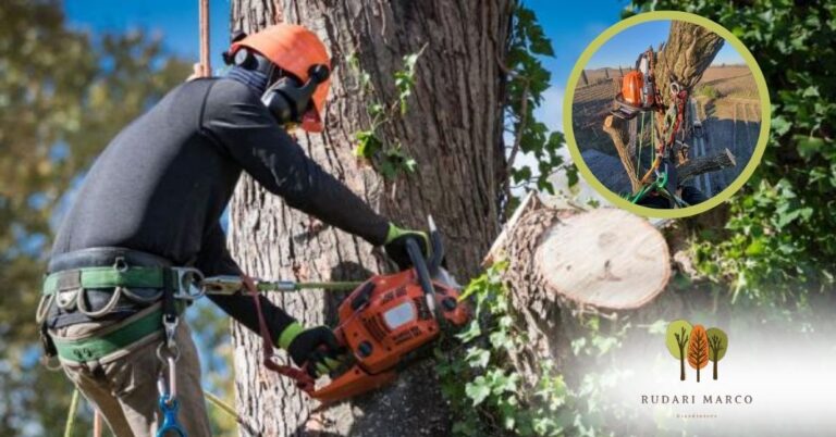 Chi effettua la potatura alberi in tree climbing a Verona da Rudari Giardini